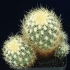 Escobaria_roseana_1